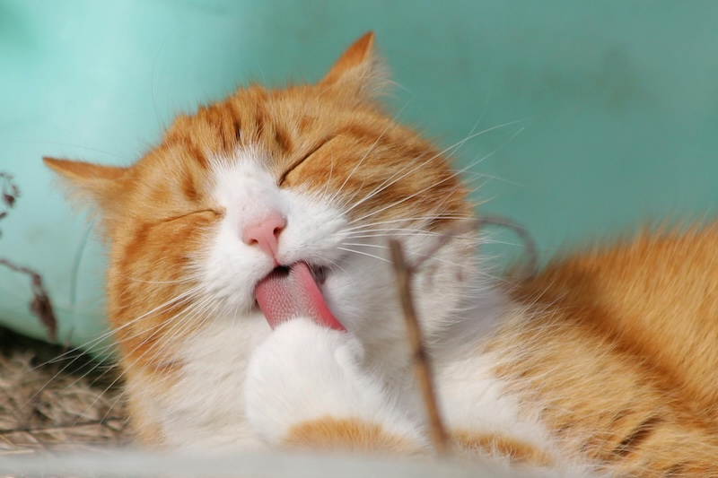 宠物入境猫